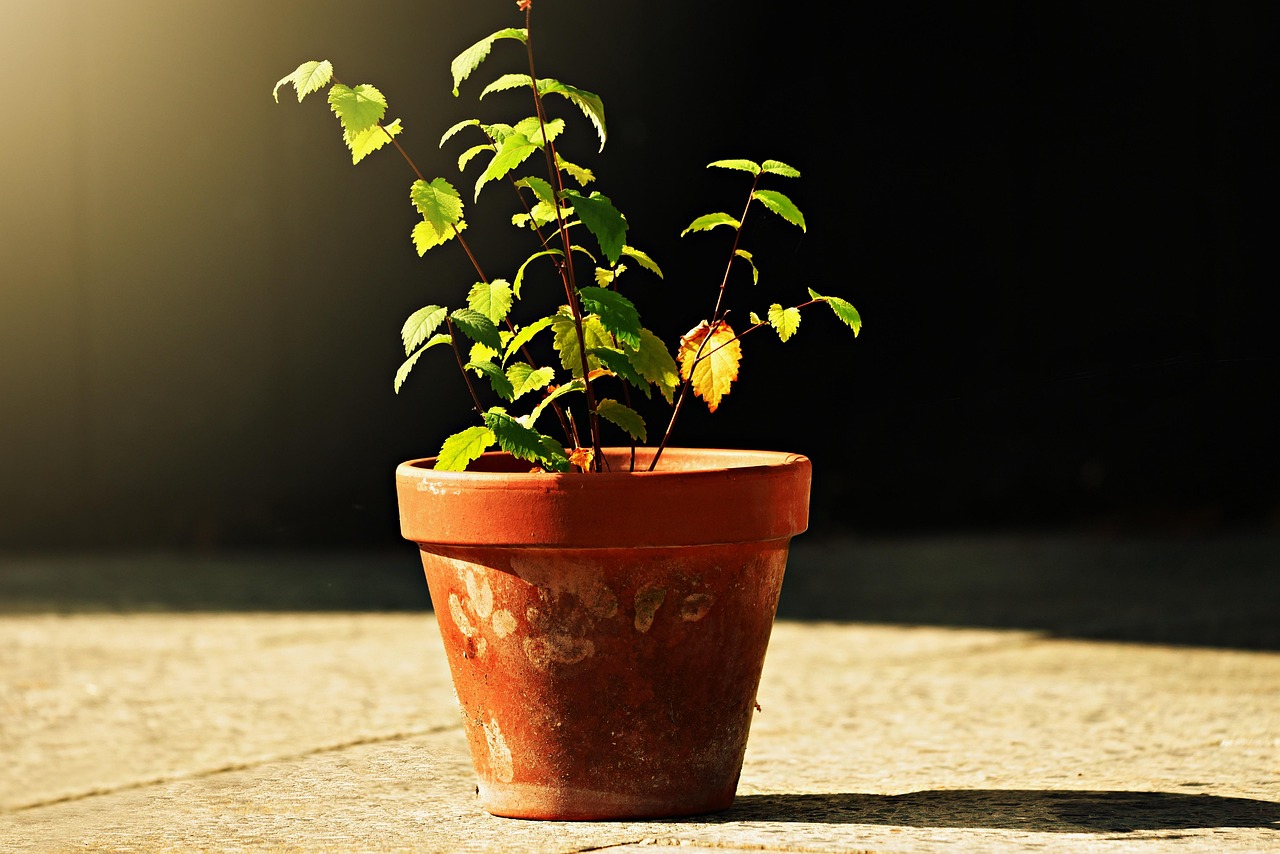 Alberi da frutto in vaso, con diverse varietà e fogliame verde, coltivati in un giardino soleggiato.