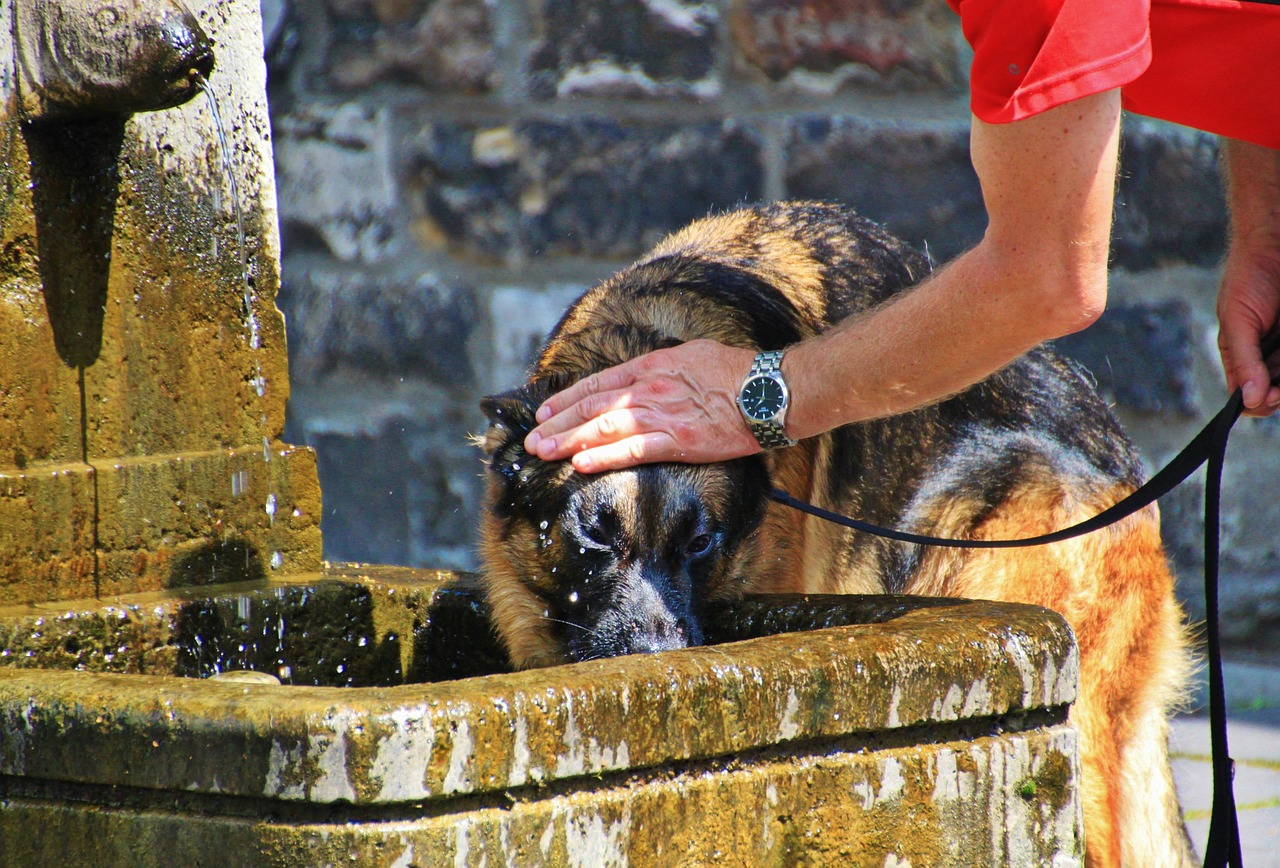 Cane che beve da una ciotola, simbolo delle cinque cause di eccesso di sete.
