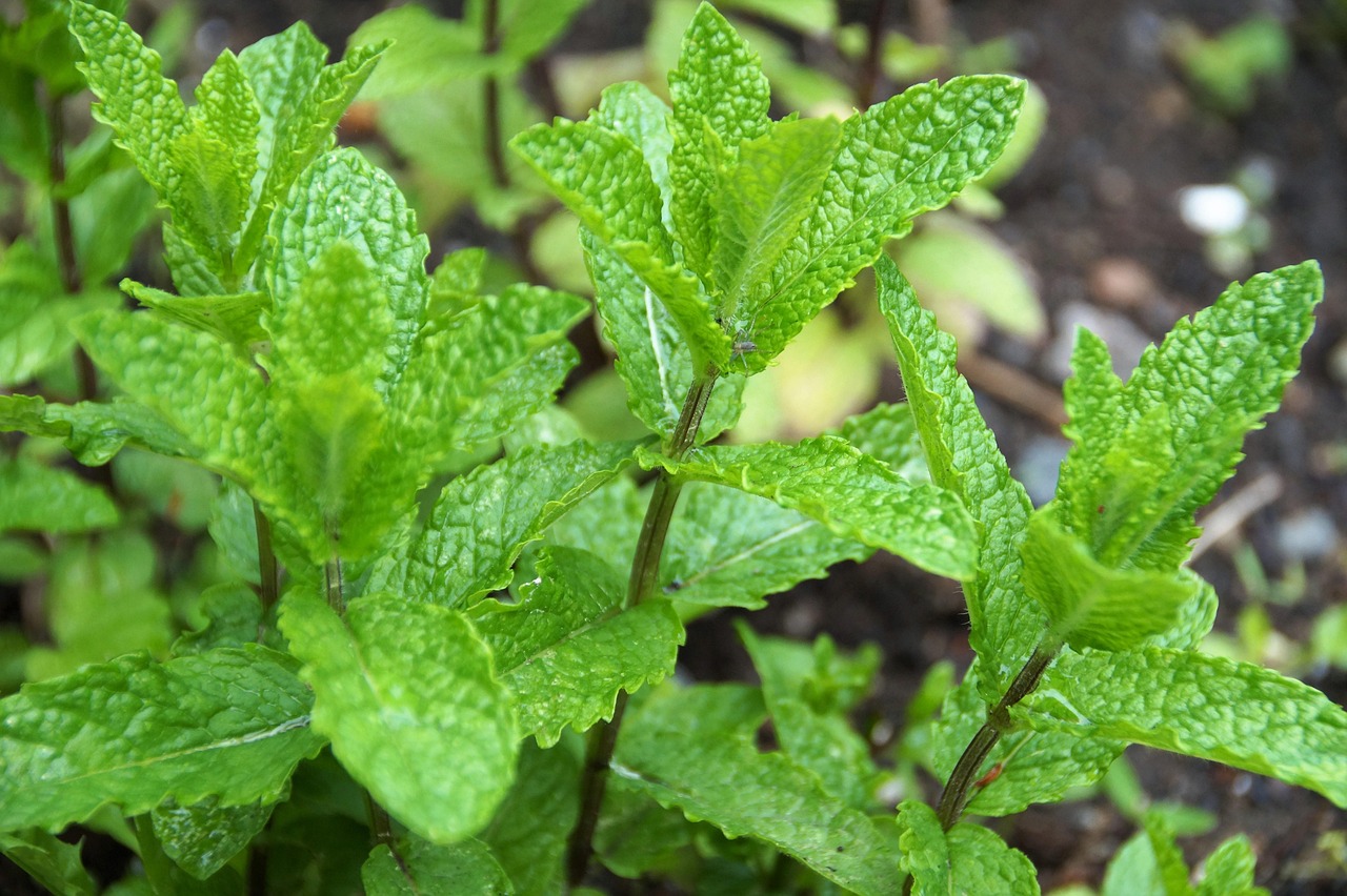 Pianta di menta in vaso, metodo per coltivarla senza invadere il giardino.