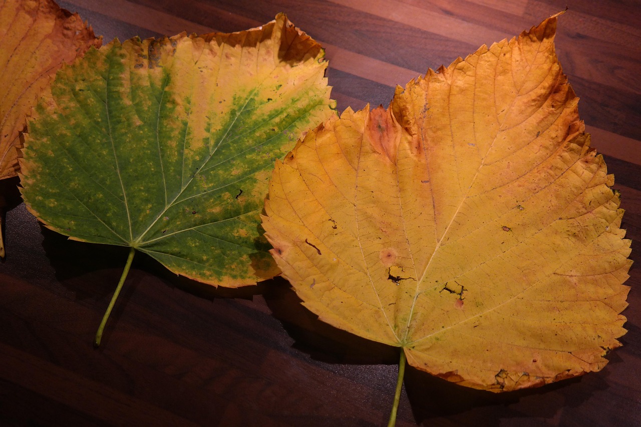 Foglie gialle su una pianta, simbolo di problemi di salute vegetale e possibili soluzioni.