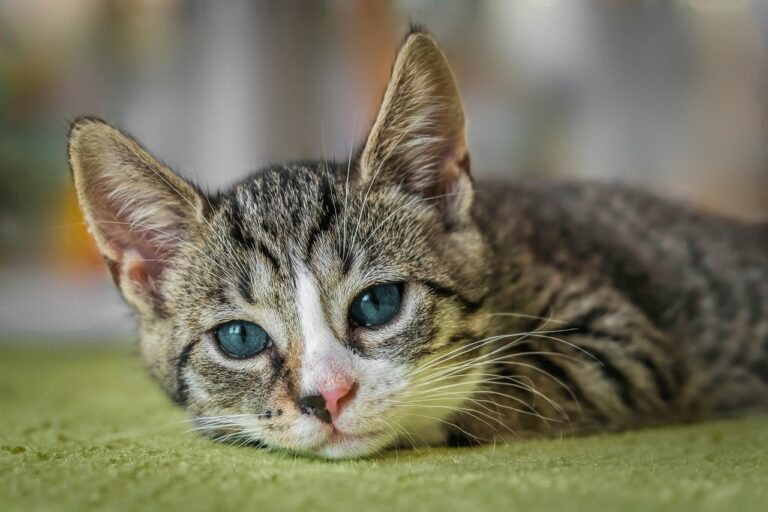 I 5 segnali che il tuo gatto sta male e devi portarlo dal veterinario