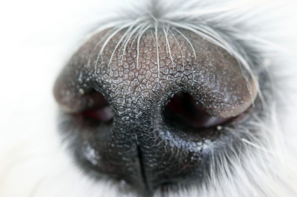 Il cane ha il naso secco: ecco quando è normale e quando è un problema