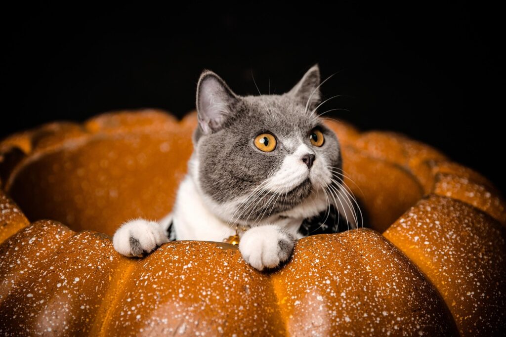 Il gatto può mangiare la zucca? Ecco i benefici che non ti aspetti