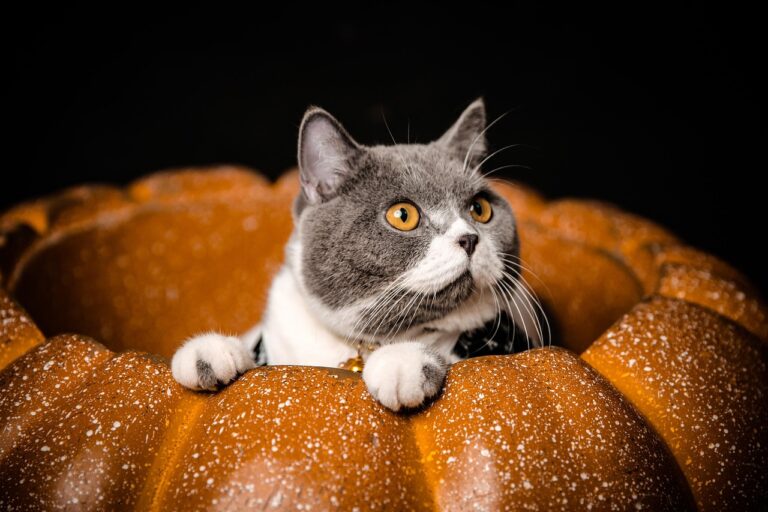 Il gatto può mangiare la zucca? Ecco i benefici che non ti aspetti