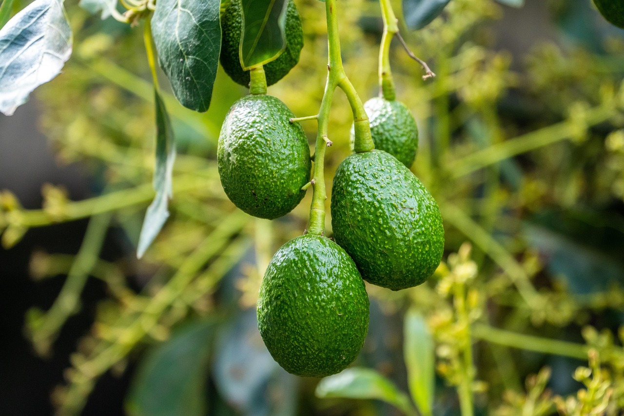 Immagine di un seme di avocado germogliato in un bicchiere d'acqua, pronto per essere piantato.