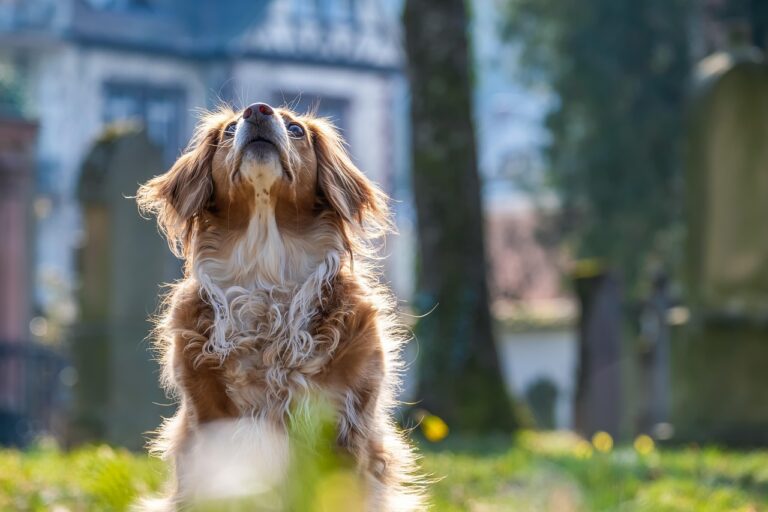 Il segreto per far smettere il cane di abbaiare ai passanti: il metodo dell'educatore