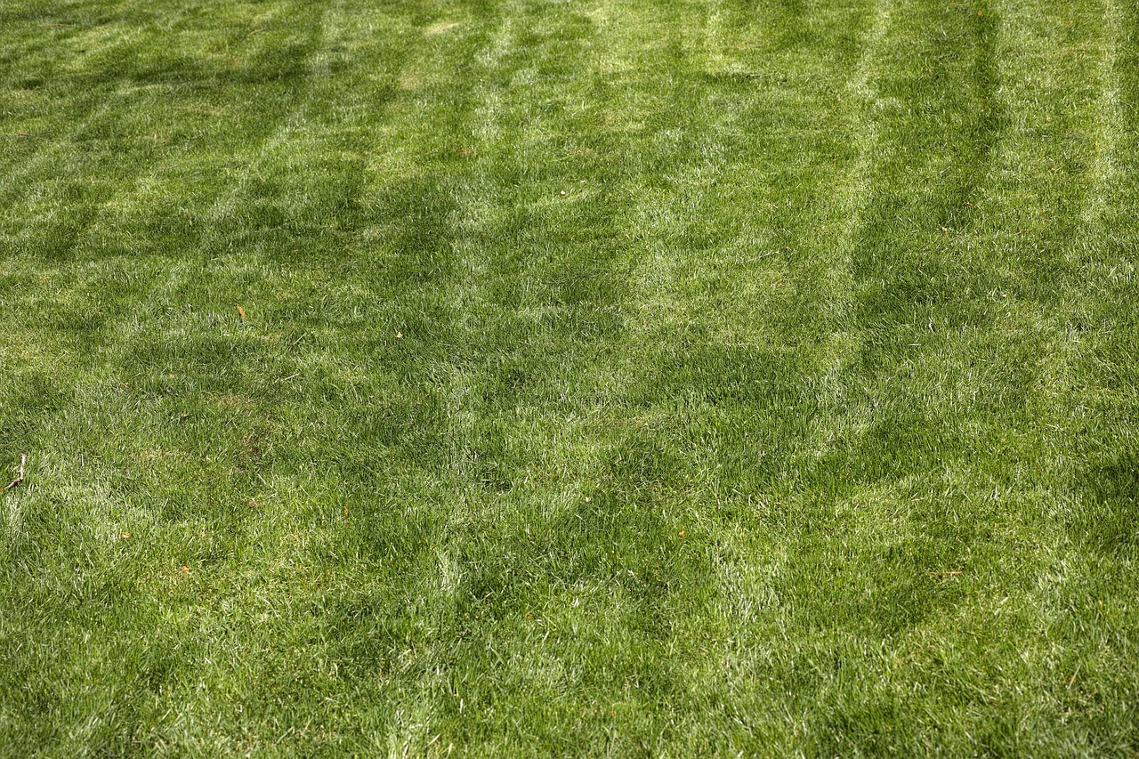 Prato verde rigoglioso in primavera, privo di erbacce e curato con attenzione.