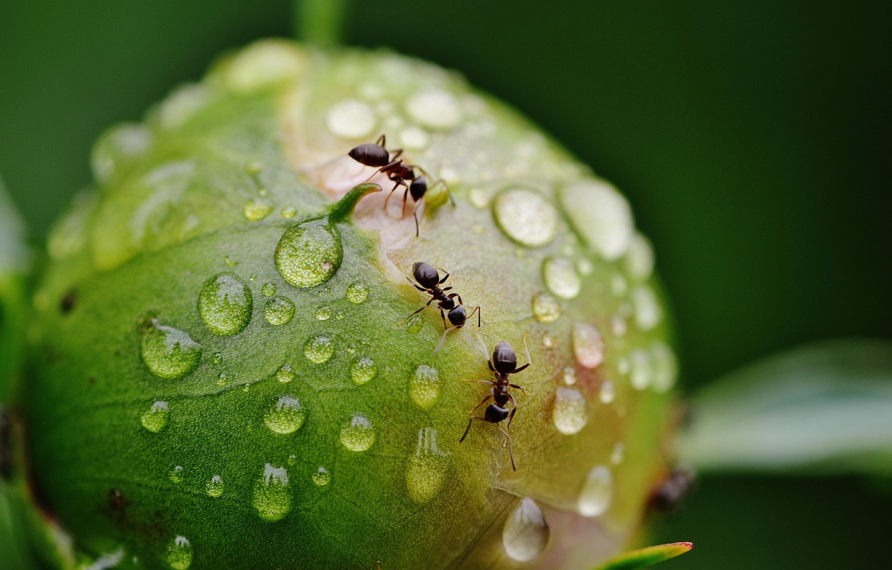 Formiche nel giardino con rimedi naturali per allontanarle senza sostanze chimiche.