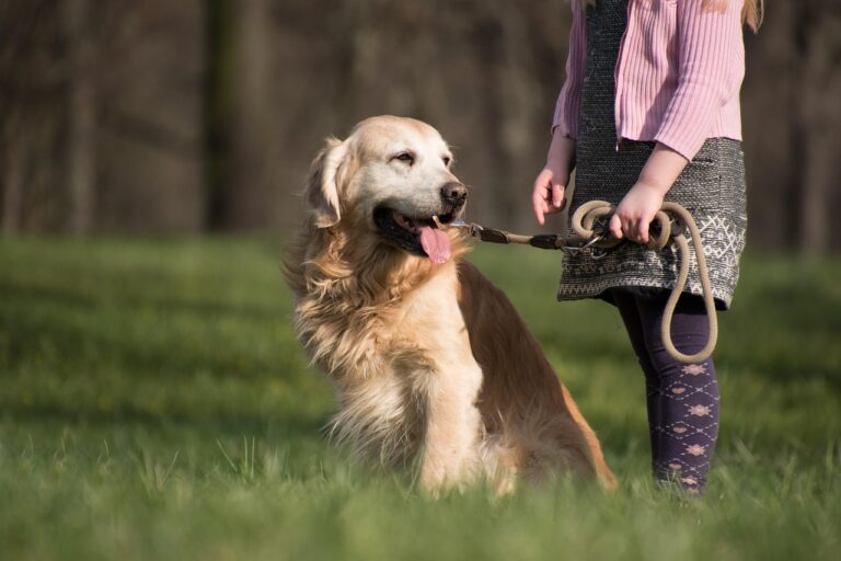 Il trucco per far smettere il cane di tirare al guinzaglio: ecco il metodo