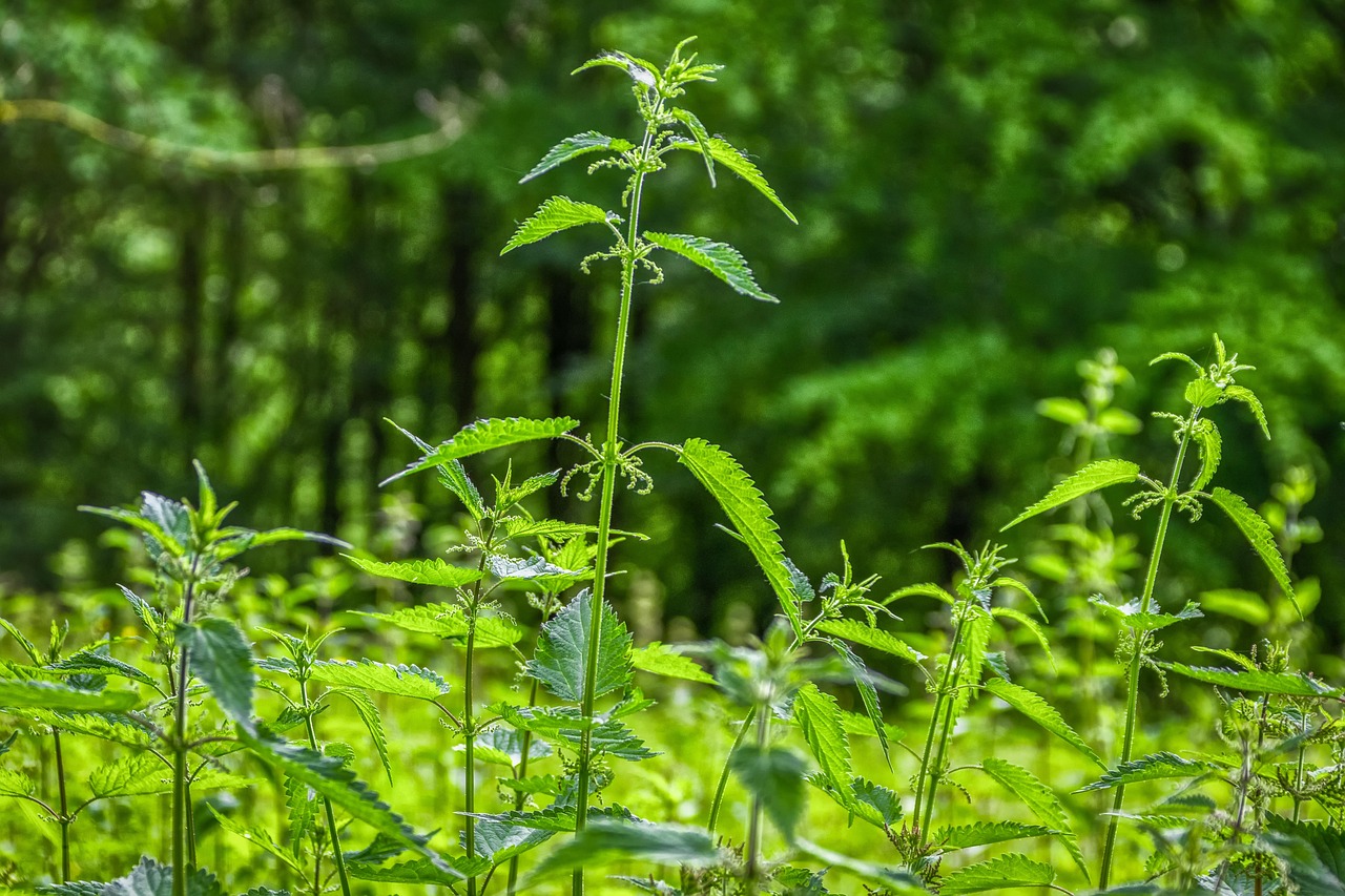 Immagine di foglie di ortica fresche pronte per la preparazione del macerato fertilizzante.