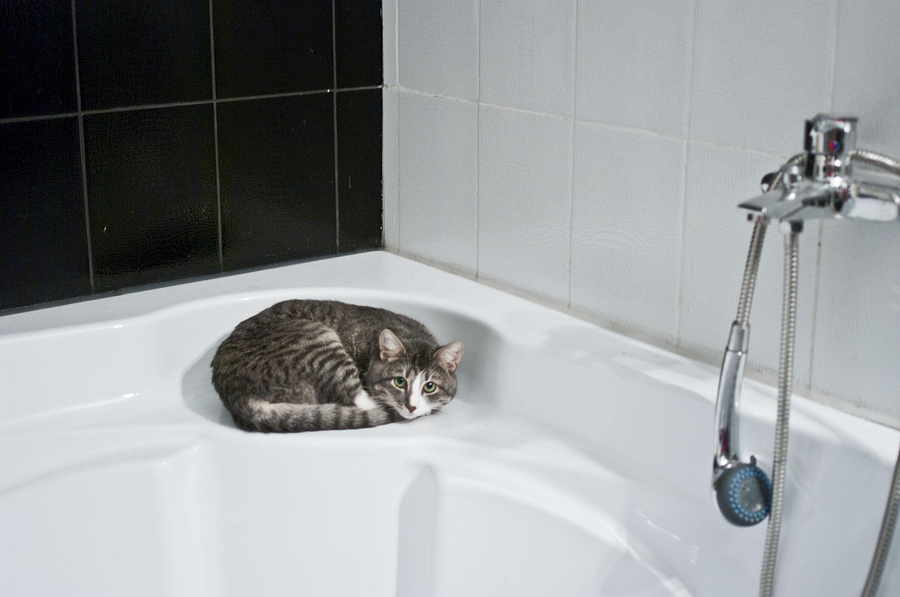 Gatto che segue il padrone in bagno, simbolo di affetto e curiosità.