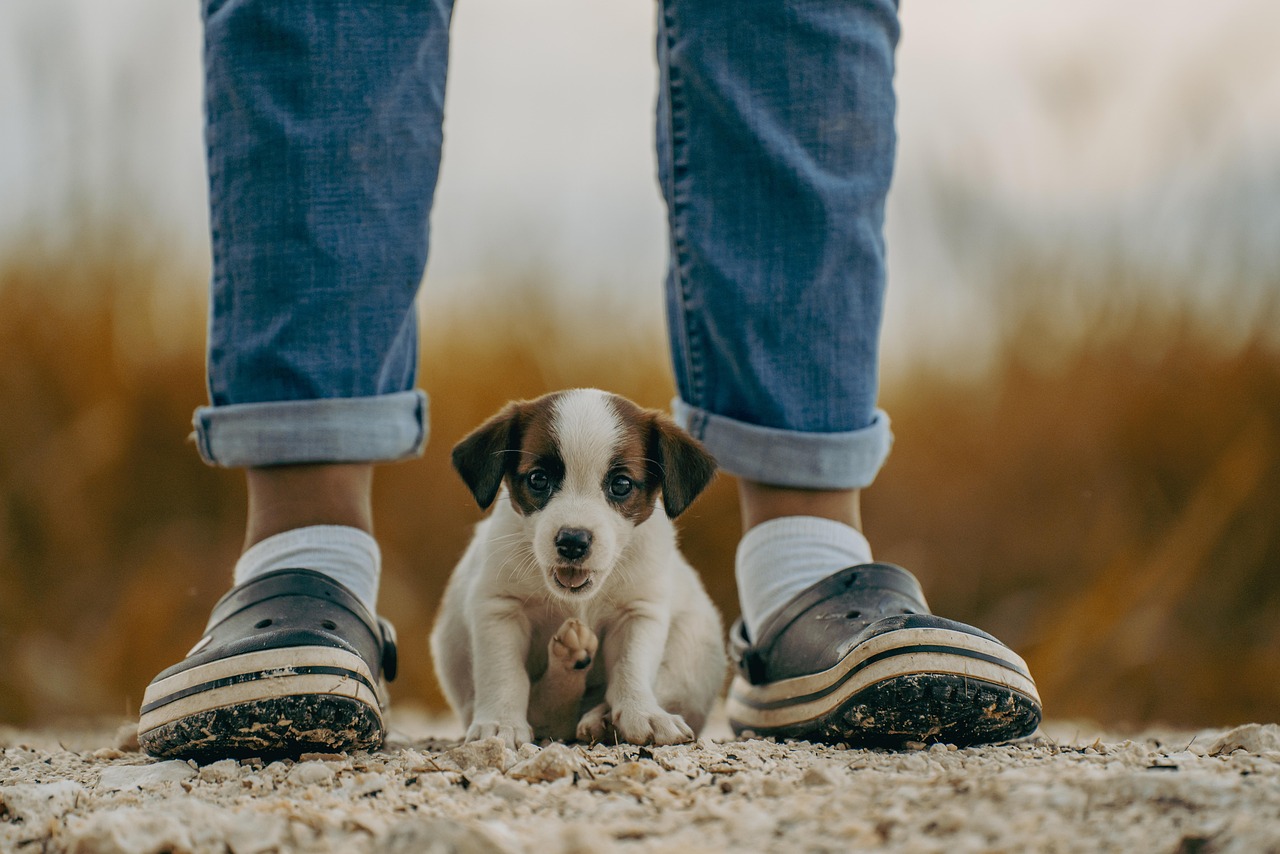 Cane con pelo lucido e sguardo attento, simbolo di salute dopo la sverminazione.