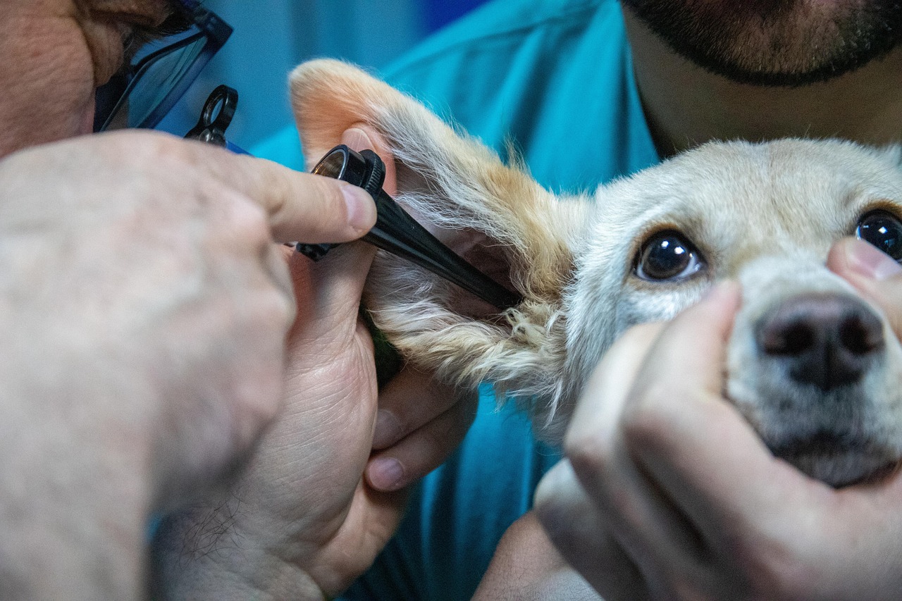Cane durante una visita veterinaria, con il veterinario che controlla la salute dell'animale.